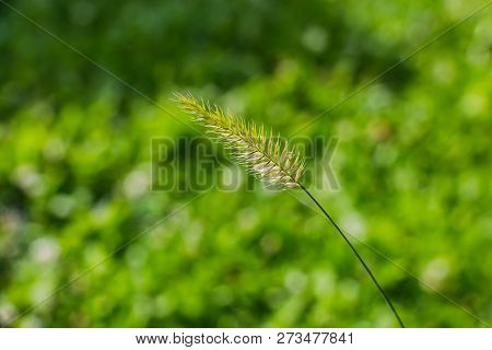 A Beautiful Texture Of One Green And Yellow Agropyron Cristatum Plant On The Blurred Green Backgroun