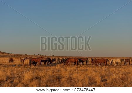 A Herd Of Wild Horses In The Utah Desert