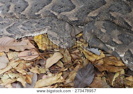 Puff Adder (bitis Arietans)