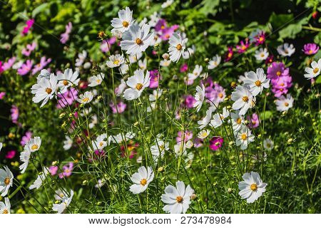 The Colorful Flowers Garden Chamomile Feverfew On The Flower Bed In A Garden In Summer