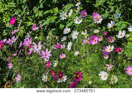 The Colorful Flowers Garden Chamomile Feverfew On The Flower Bed In A Garden In Summer