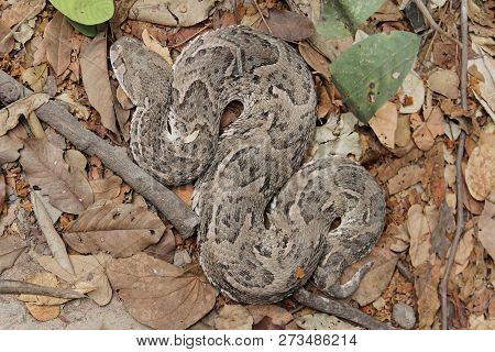 Puff Adder (bitis Arietans)
