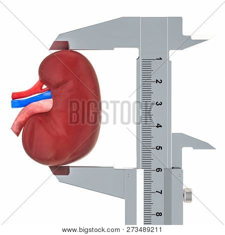 Human Kidney With Vernier Caliper. Research And Diagnosis Of Kidney Concept, 3d Rendering Isolated O