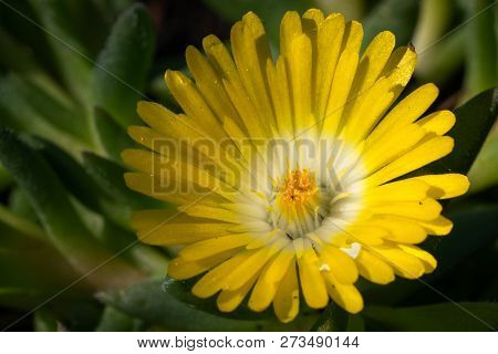 Midday Flower (delosperma Congestum), Close Up Of The Flower Head