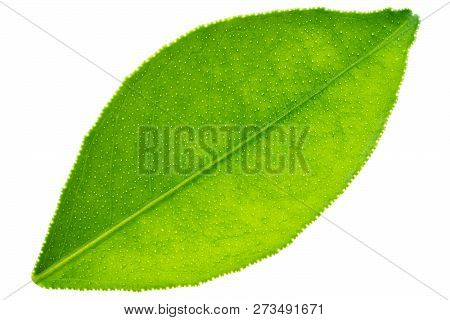 Citrus Leaf Isolated On A White As Package Design Element