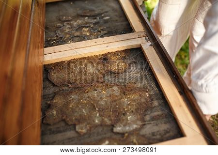Beekeeper In Suit Is Working At Apiary. Opening Wooden Beehive Topside Glued With Propolis. Apicultu