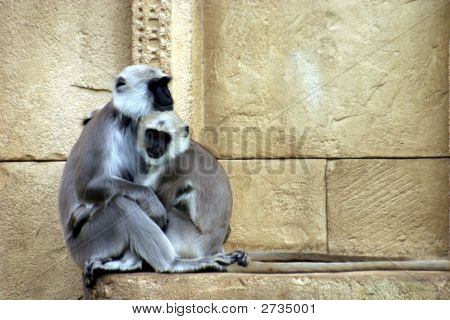 Hanuman langures