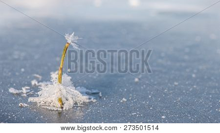 Concept - Compelling. Lonely Frozen Plant Is Flooded With Frozen Snowflakes In The Ice. Winter Time