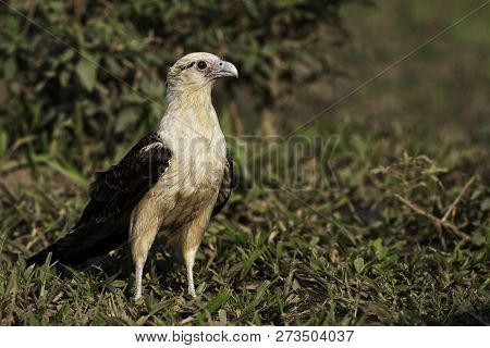 A Yellow-headed Caracara, Milvago Chimachima, On The Ground