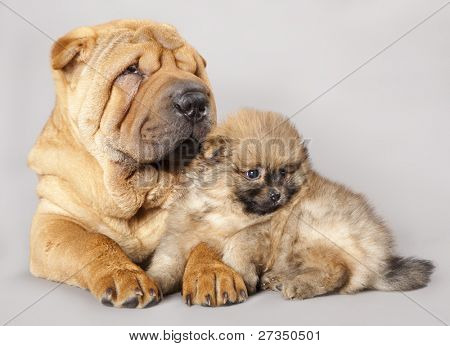 Shar pei köpek ve Spitz