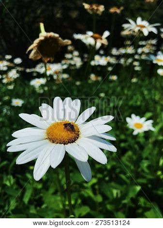 Bee Enjoying The Pollen Of A Daisy In The Outdoor Garden