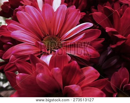 Rare Red African Daisy Showing Its Natural Beauty