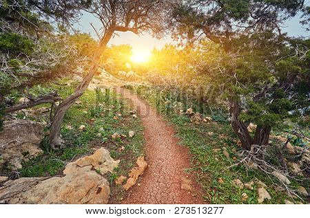 The Sea On The Trail Of Aphrodite On Cyprus. Juniper Tree