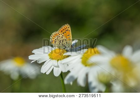 Orange And Beige Butterfly, Lycaena Tityrus, Sitting On Yellow And White Flower Of Marguerite, Close