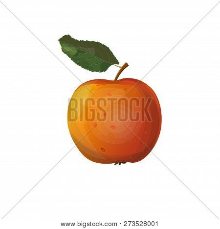 Red And Yellow Apple With Leaf. Vector Illustration Isolated On White Background