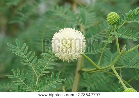 Close Up Leucaena Glauca Flower In Nature Garden