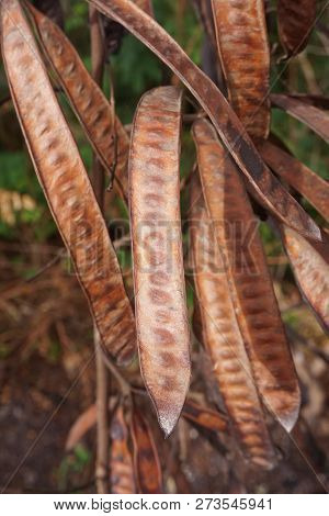Dry Leucaena Glauca Seeds In Nature Garden