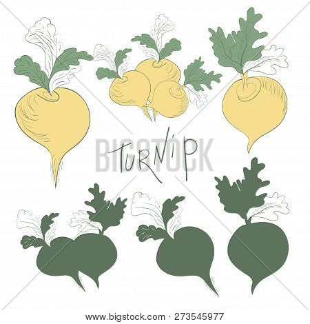 Turnip Set Color Vector Photo Free Trial Bigstock