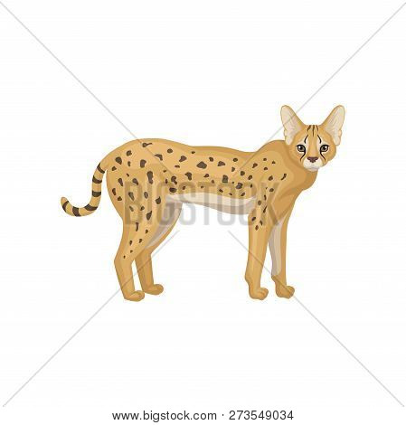 Flat Vector Design Of Beautiful Serval, Side View. Wild Cat With Spotted Body. Predatory African Ani
