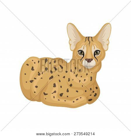 Adult African Serval Lying On Floor. Wild Cat With Spotted Body And Large Ears. Predatory Animal. Fl