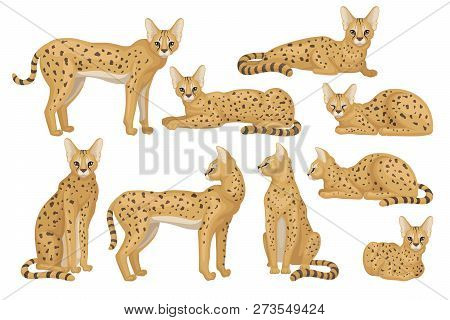 Flat Vector Set Of African Serval. Graceful Wild Cat With Large Ears And Black Spots On Brown Coat. 