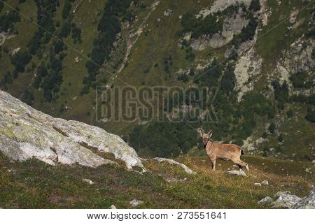 Horned Goat Male Alpine Capra Ibex On The High Rocks Stone In Dombay Mountains. North Caucasus. Russ