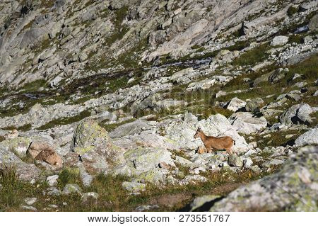 Young Horned Goat Male Alpine Capra Ibex On The High Rocks Stone In Dombay Mountains. North Caucasus