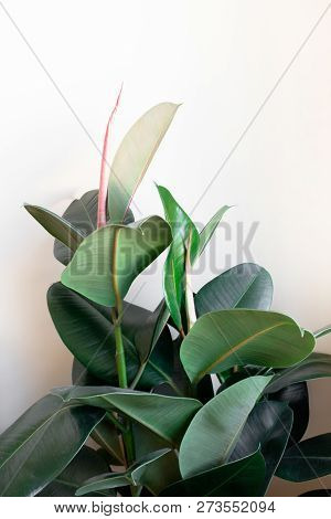Ficus Elastica In Front Of White Wall