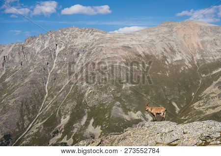 Horned Goat Male Alpine Capra Ibex On The High Rocks Stone In Dombay Mountains. North Caucasus. Russ