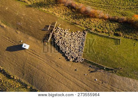 Aerial Drone Shot Of Sheep