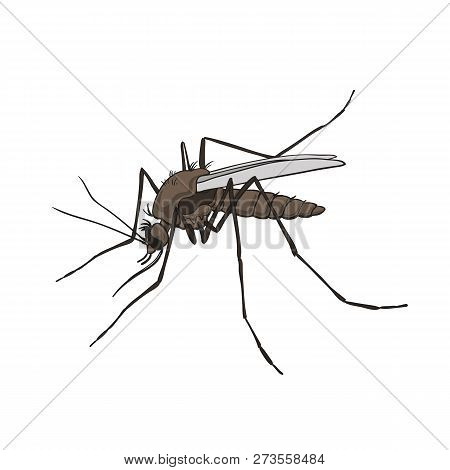 Mosquito. Colorful, Isolated On A White Background