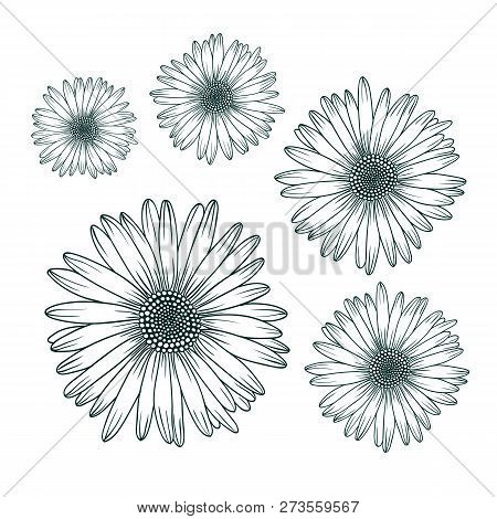 Chamomile Daisy Close Up Top View. Isolated Botanical Floral Design Element