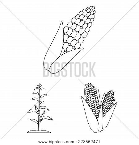 Vector Illustration Of Corn And Leaf Icon. Collection Of Corn And Sweet Stock Symbol For Web.