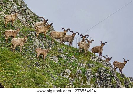 West Caucasian Tur (capra Caucasica) Is A Mountain-dwelling Goat-antelope Found Only In The Western 