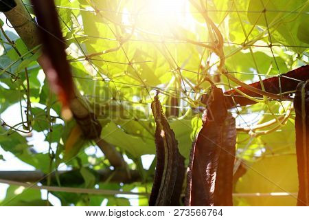 Winged Bean (princess Bean Or Asparagus Pea Or Goa Bean) On Tree In Plant. Ready To Harvest In The M