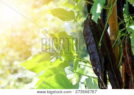 Winged Bean (Princess bean or asparagus pea or Goa bean) on tree in plant. Ready to harvest in the m