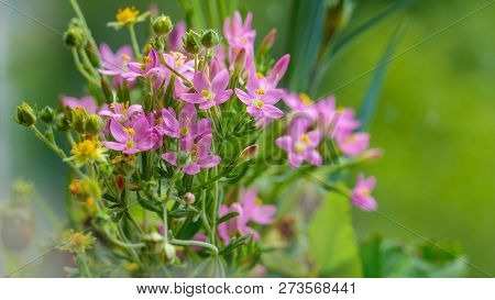 Centaury Umbrella, A Gorgeous Little Pink To Treat Internal Diseases Flower. Choleretic Medicinal Pl