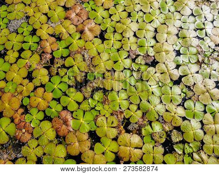 Green Background Of Duckweed (lemnoideae) In A Pond In The Sunny Day.