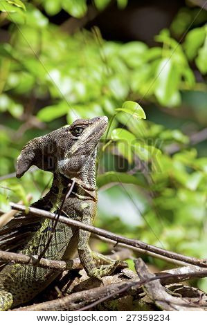 Gestreifte basilisk