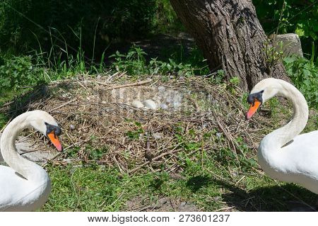 Swan's Nest In Heiligenhaus