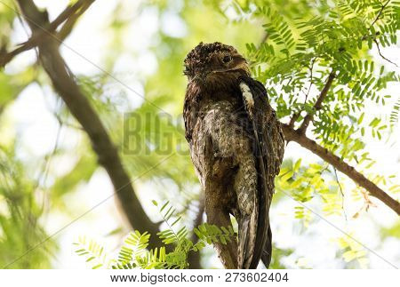 Common Urutau Potoo (nyctibius Griseus) A Old Wise Looking Owl Perched High On Branch Stump In A Cos