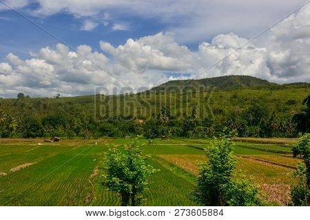 Amazing Natural Scenery With Rice Fields, Mountains And Blue Skies In Sigi District, Central Sulawes