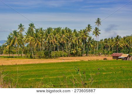 Amazing Natural Scenery With Rice Fields, Mountains And Blue Skies In Sigi District, Central Sulawes