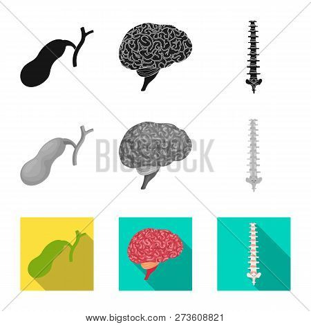 Vector Design Of Body And Human Icon. Set Of Body And Medical Vector Icon For Stock.