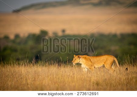 Lioness Walking In Long Grass On Horizon
