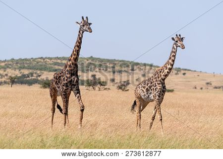 Male And Female Giraffe Crossing Grassland Side-by-side