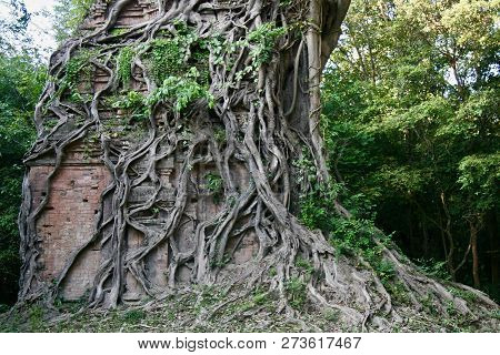 Huge Old Banyan Tree Engulfing Old Brick Structure In The Jungles Of Cambodia