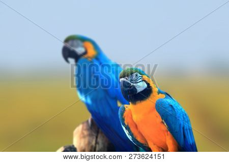 Two Macaw birds close up shot