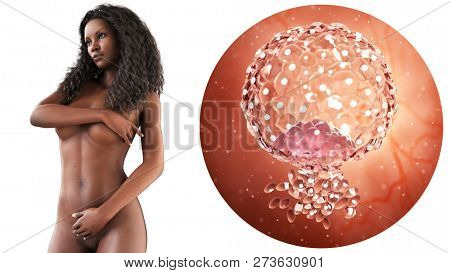 3d rendered medically accurate illustration of a blastocyst, 