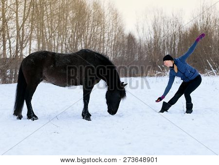 The Free Relations Of A Person And A Horse Is In Outdoors. The Horsewomen Is Training Her Black Mare
